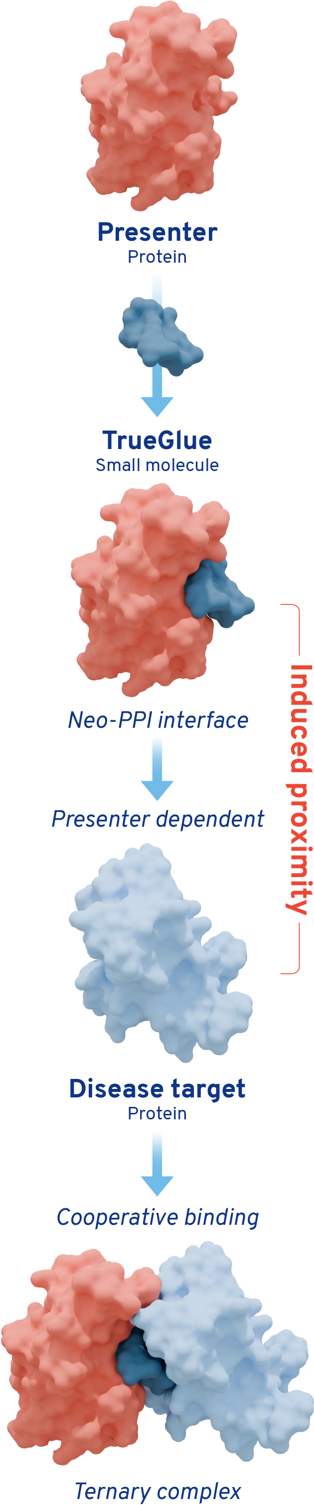 3D schema outlining the mechanism by which TrueGlues engage with presenter proteins and disease targets.